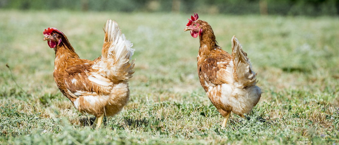 Poules marchant en plein air