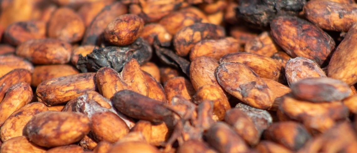 Ferments spontanés sur des cosses de cacao. Photo Emmanuel Ahiale, Pixabay. Fèves cacao