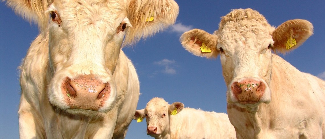 Un troupeau de vaches dans un champ