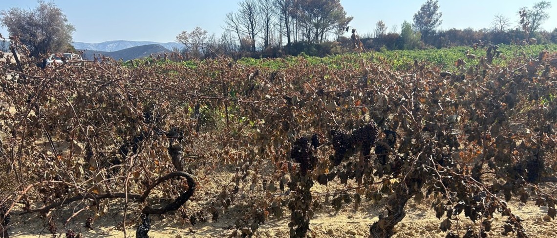Vignes touchées par les incendies du 05 août 2025. Vignes touchées par les incendies du 05 août 2025.