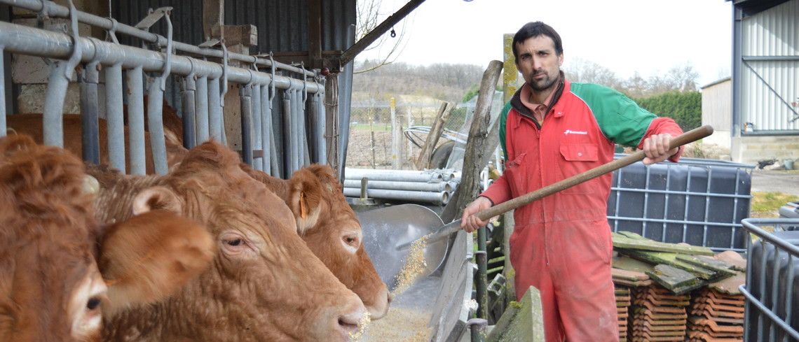 Mickaël valorise ses veaux pour leur viande et leur peau. Mickaël Magne en train de nourrir ses vaches.