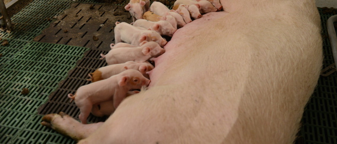 Agir sur l'alimentation et le temps de stockage des effluents pour réduire les émissions de GES. Le porc également mis à contribution.