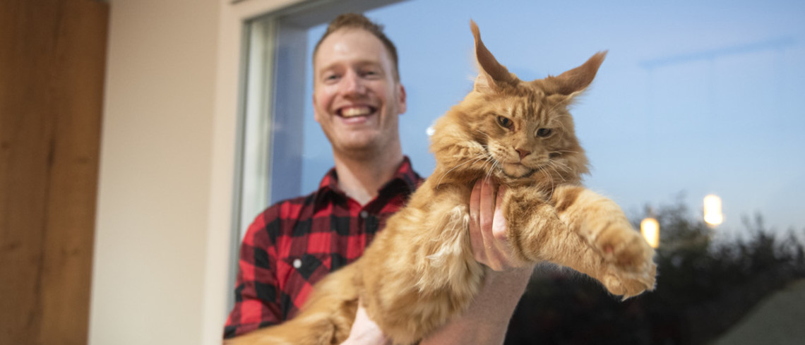 Ron, l'un des deux mâles de la chatterie, n'a pas encore terminé sa croissance. Pierre portant un grand mâle Maine Coon.