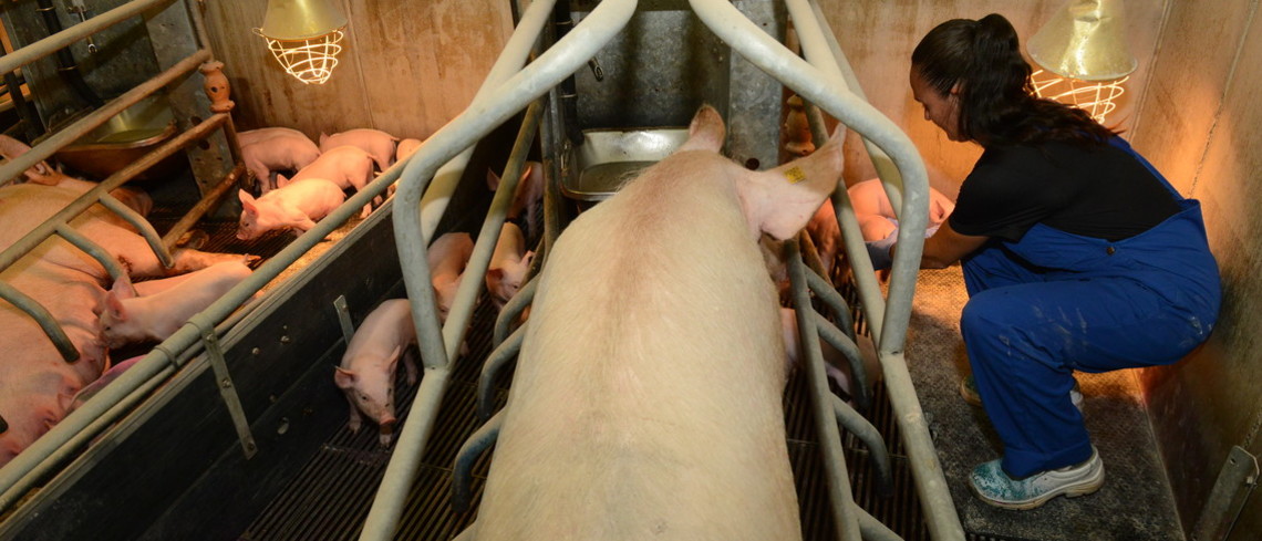 Bretagne : la chambre d’agriculture lance un autodiagnostic de l’employabilité en porc Salariée en élevage porcin.