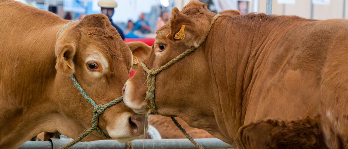 La tuberculose bovine n’est pas qu’un indicateur sanitaire.