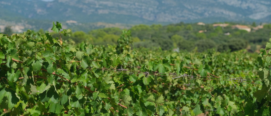 Champagne: les dates d'ouverture des vendanges publiées.