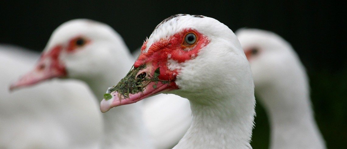 Influenza aviaire : une course effrénée contre la montre 