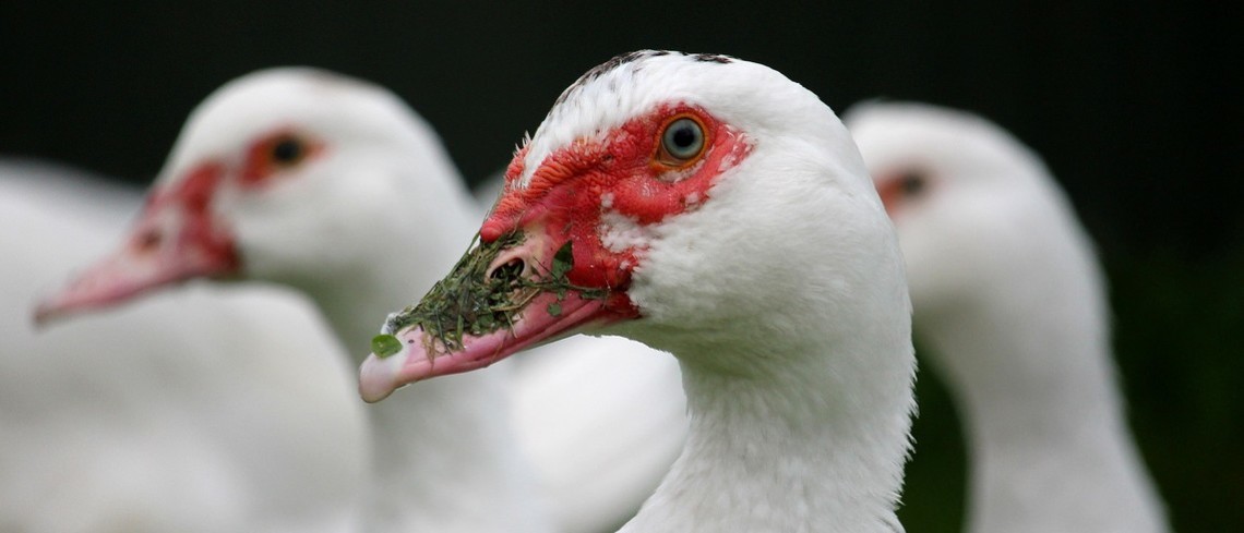 Influenza aviaire : une course effrénée contre la montre Influenza aviaire : une course effrénée contre la montre