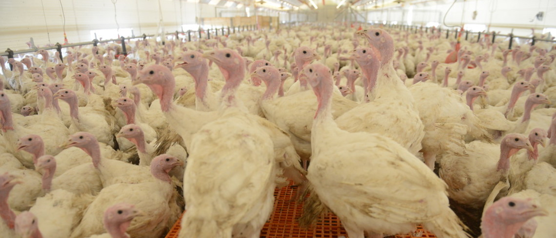 La dinde a été la seconde espèce la plus touchée par l'influenza aviaire. Dindes