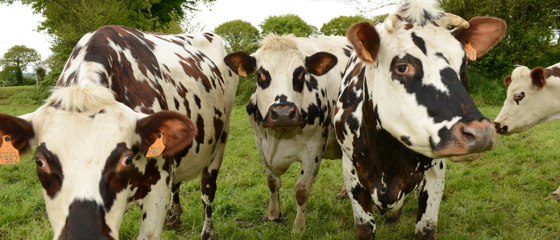 Organisation du travail : la filière ruminant a une solution Normandes au champ