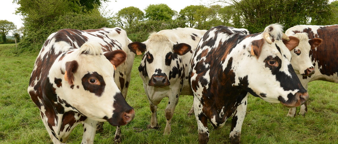 le contrat s'impose pour les éleveurs de vaches laitières dès le 1er janvier 2022.