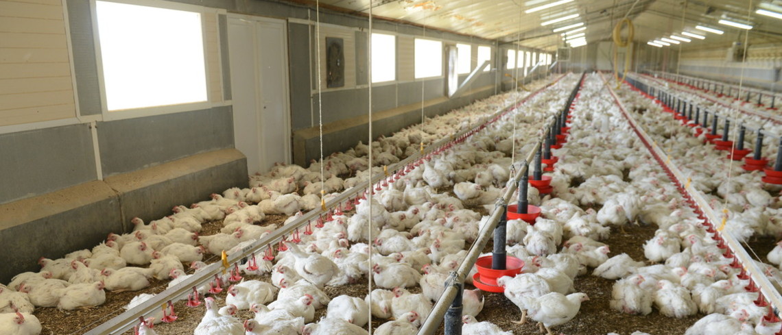 Dans un élevage de poulets lourds en Bretagne