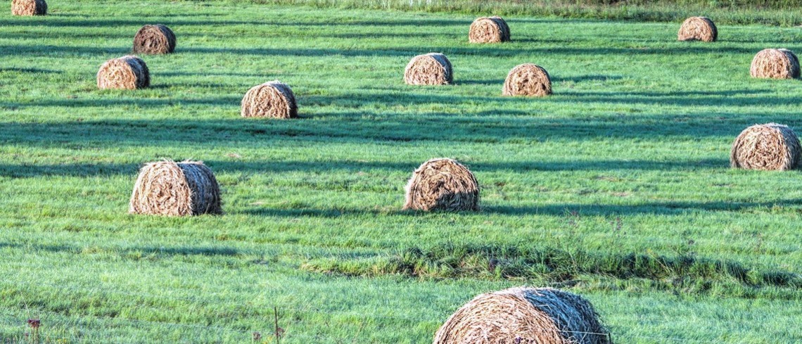 Groupama assure les éleveurs pour leur production fourragère. Prairie avec des bottes de paille.