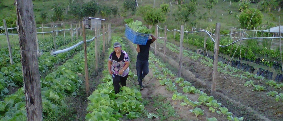 Guyane exploitation maraîchage Kourou