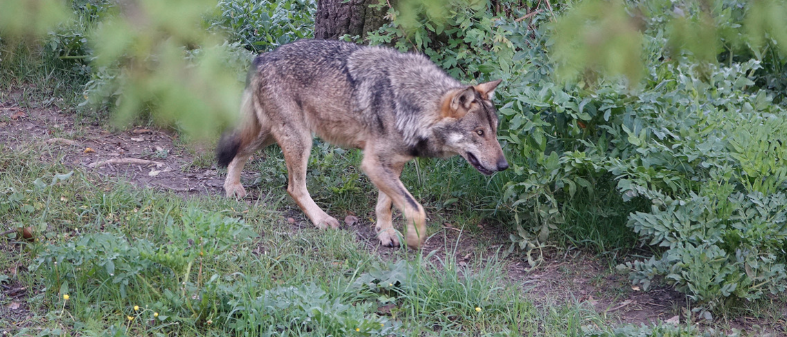 Publication de l’arrêté précisant les mesures de réduction de vulnérabilité pour l’encadrement des tirs de défense contre le loup en protection des troupeaux de bovins et d’équins. Publication de l’arrêté précisant les mesures de réduction de vulnérabilité pour l’encadrement des tirs de défense contre le loup en protection des troupeaux de bovins et d’équins.