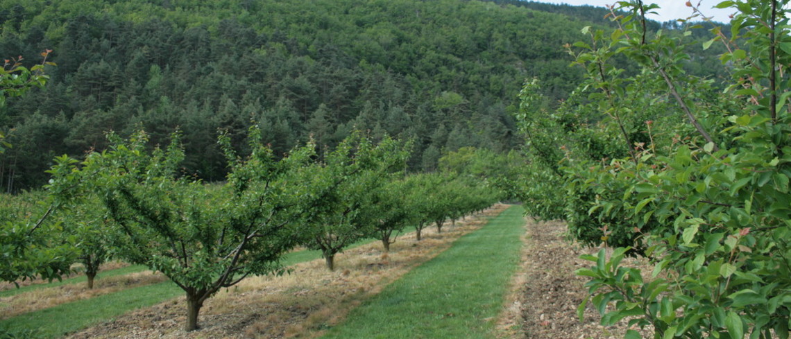Rénovation des vergers arboricoles - campagnes 2026/2027 et 2027/2028