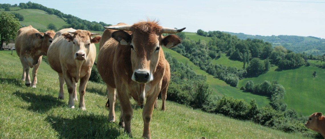Annie Genevard annonce la reprise des exportations de bovins dès le 1er novembre dans un cadre sanitaire maitrisé. Annie Genevard annonce la reprise des exportations de bovins dès le 1er novembre dans un cadre sanitaire maitrisé.