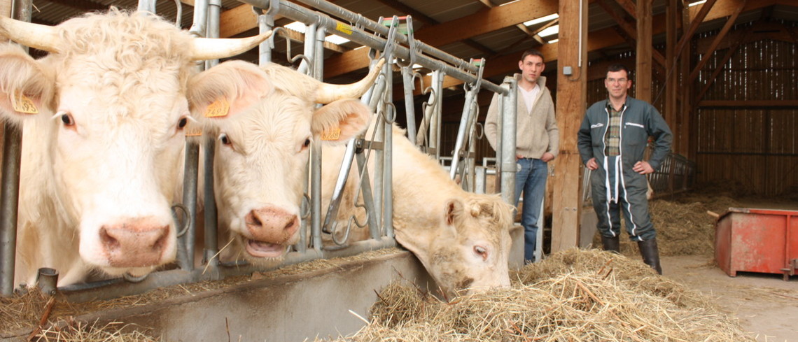 Filière bovine : un rapport du Sénat qui détone charolaises