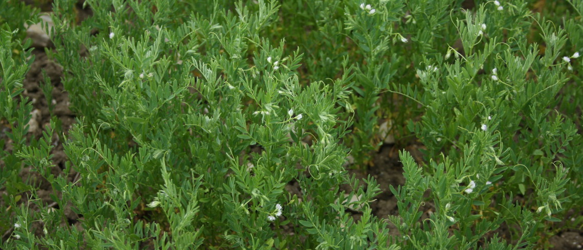 Plants de lentilles vertes.