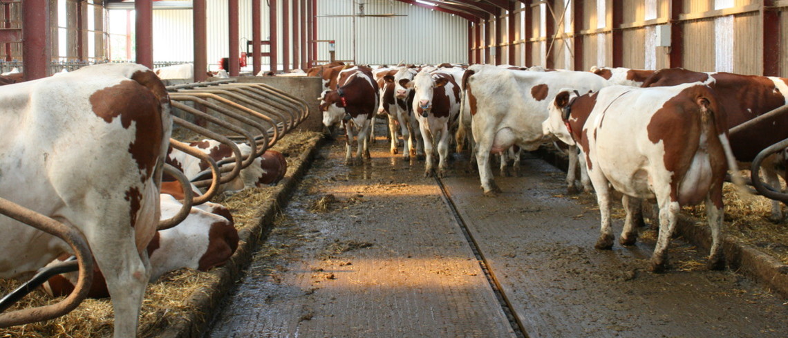 Les vaches souffrent bien plus que les humains de la chaleur. Des vaches dans un bâtiment d'élevage.