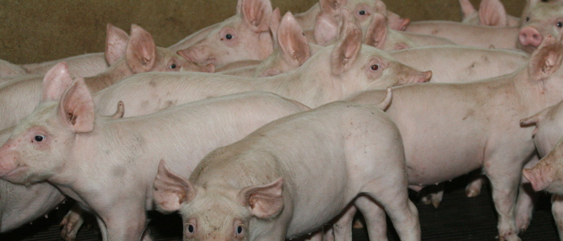 La Chine a déjà dû abattre plus d'un millions de porcs atteints de la grippe porcine. Élevage de porcs.