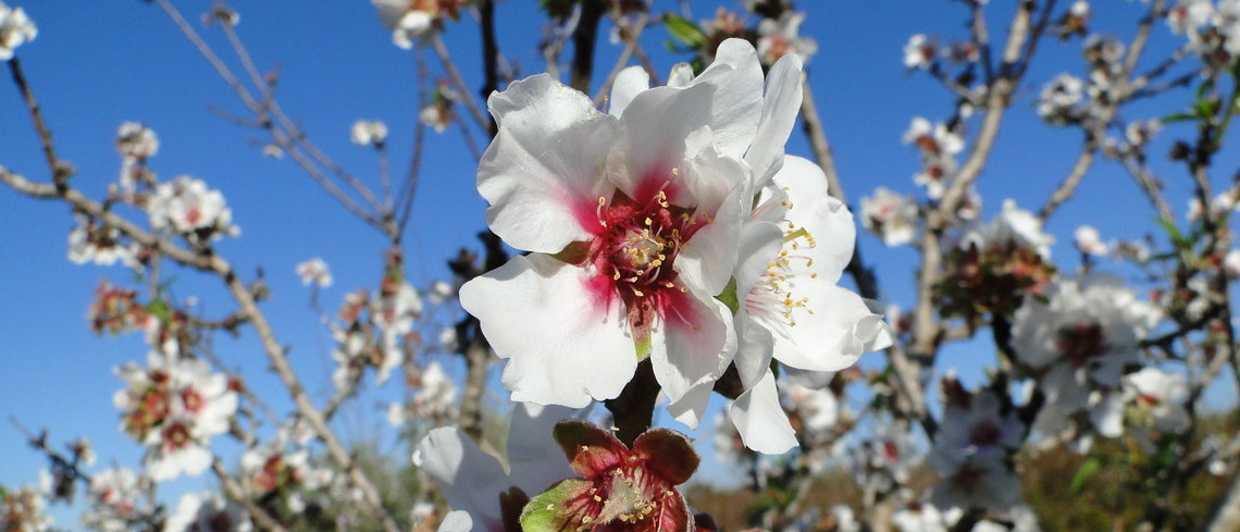 La filière agricole de la région Paca veut relancer la production d'amandes. Fleur d'amandier