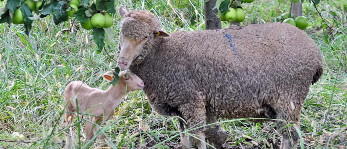 Une brebis et son agneau dans une pommeraie.