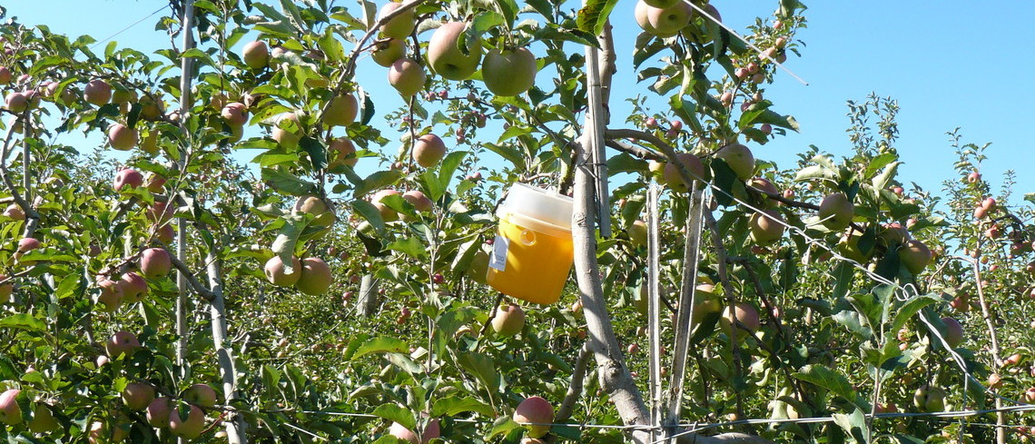 Des apports d’infra dose de sucre, saccharose ou fructose semblent réduire la proportion de fruits piqués par le carpocapse. Branche de pommier dans laquelle est accrochée un récipient contenant du sucre.