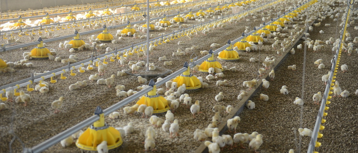 Porc et volaille, formation bien-être obligatoire Le référent bien-être en volaille devra être formé