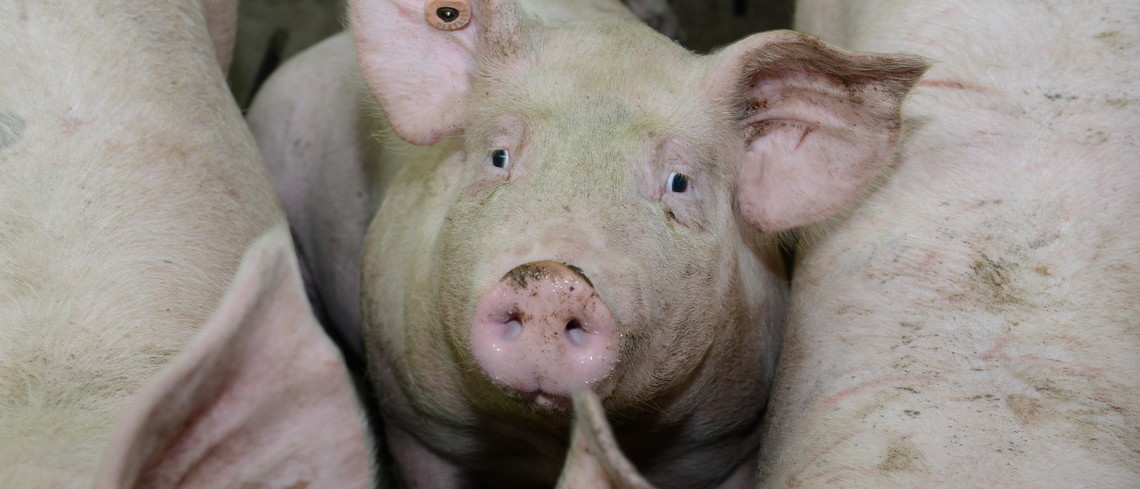 Le porc dans la tourmente Risque majeur pour la filière