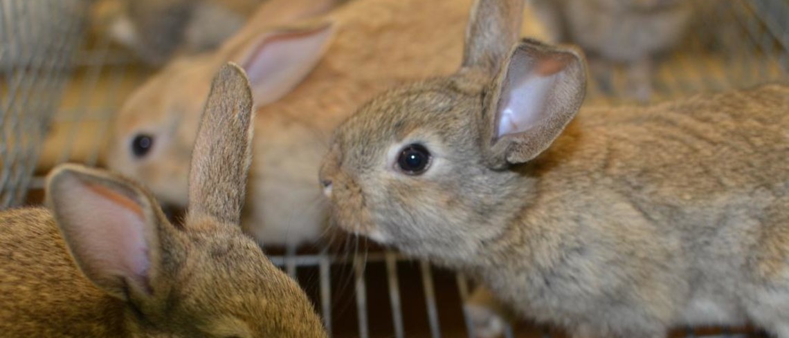 Le coût du production du lapin revient environ à 2 euros le kg. Lapins en cage