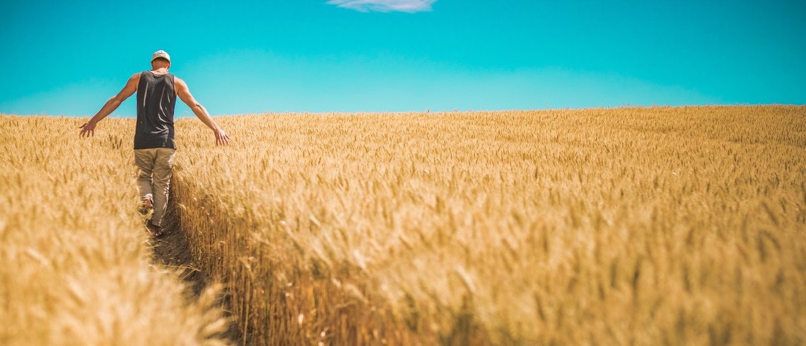 un homme traverse un champ de blé les bras tendus vers le bas