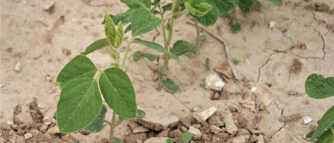 Les cultures de printemps comme le soja sont plus affectées par le manque d'eau Soja souffrant de sécheresse