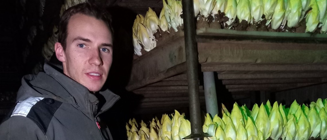 Thibault Huyghe en salle de forçage. Producteur d'endive