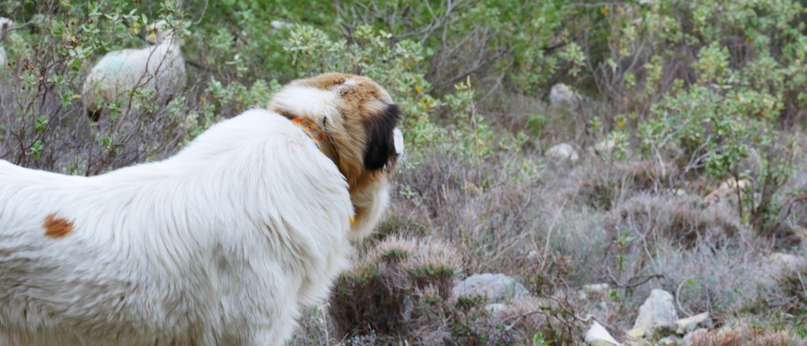 Conflits d’usage autour des chiens de protection : un éternel débat Conflits d’usage autour des chiens de protection : un éternel débat