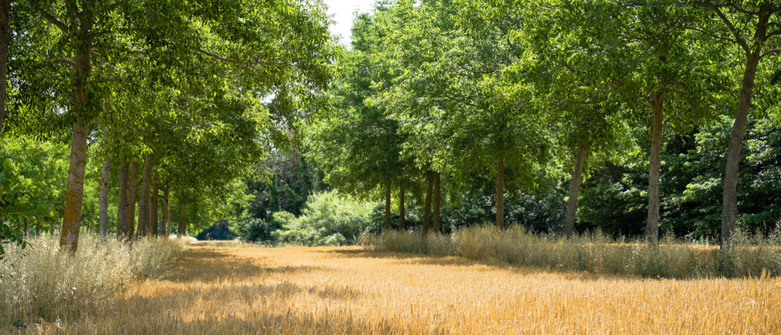 Une parcelle agroforestière. Photo Bertrand Nicolas, Inrae agroforesterie