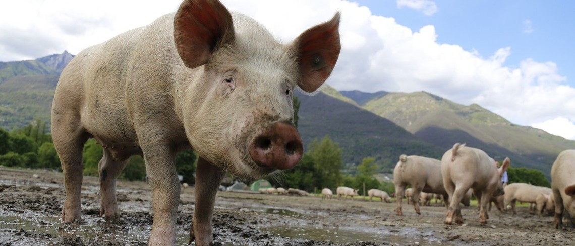 Beaucoup de virus circulent entre suidés et humains. Cochon