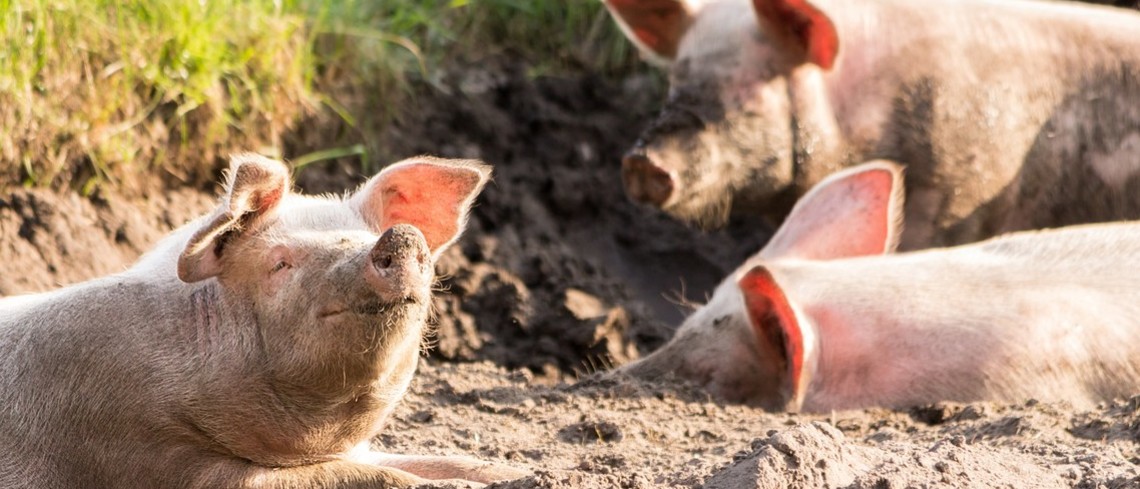 Des porcs assis sur le sol en pleine détente