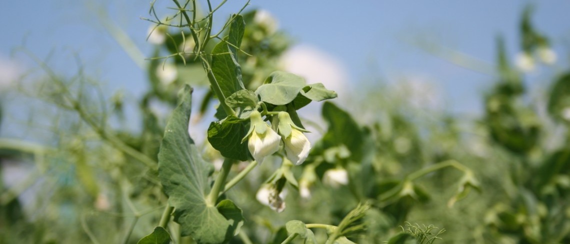 Le pois protéagineux constitue l'une des principales cultures concernées par le Plan protéagineux Pois protéagineux en fleur