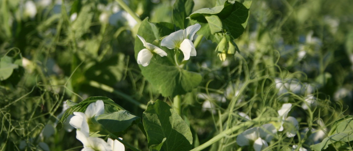 Les instituts techniques ont déployé de nombreux essais à travers la France, pour sensibiliser les techniciens et les agriculteurs à l’intérêt des plantes riches en protéines, et affiner leurs itinéraires de production Pois protéagineux