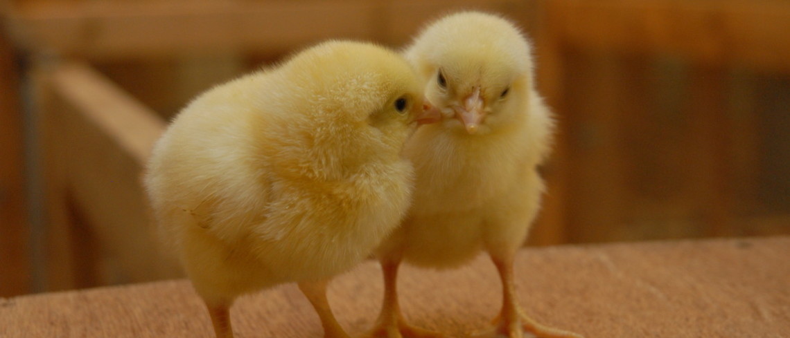 Les poussins sont plus gros et survivent mieux (photo INRAE, Vasseur Delaitre) poussins