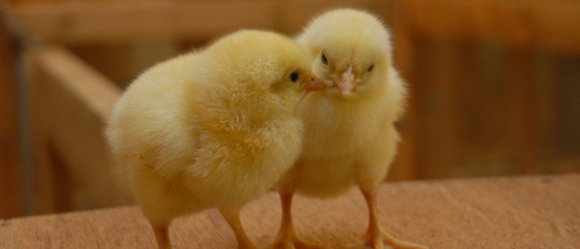 poussins