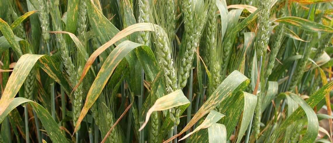 Certaines variétés de blé sont plus sensibles à la septoriose Symptômes de septoriose sur blé