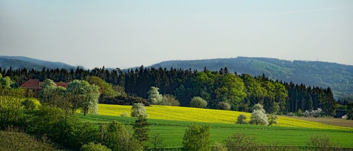 Champ de colza