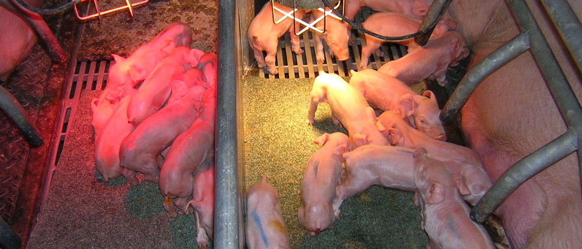 La non-castration se développe mais elle ne coupe pas la faim. Des porcelets en train de téter.