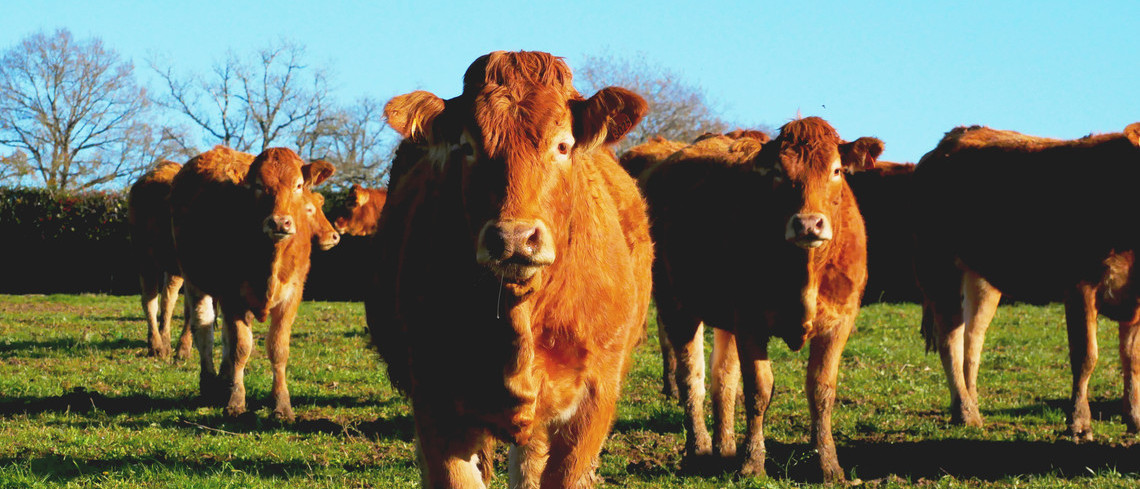 Protéines animales et végétales : un équilibre alimentaire à trouver Protéines animales et végétales : un équilibre alimentaire à trouver