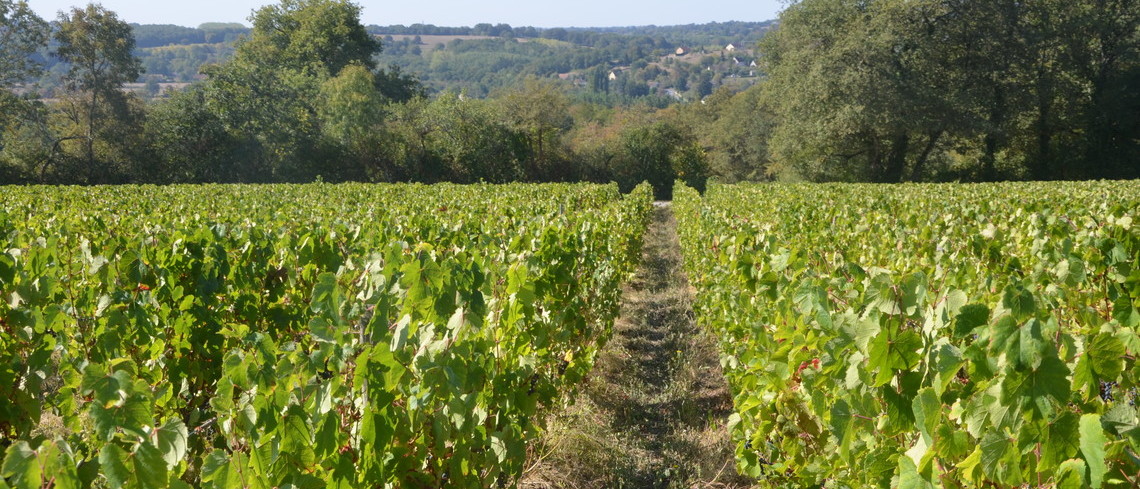 Jusque là, la Chine achetait surtout des vignes en France. Vignes.