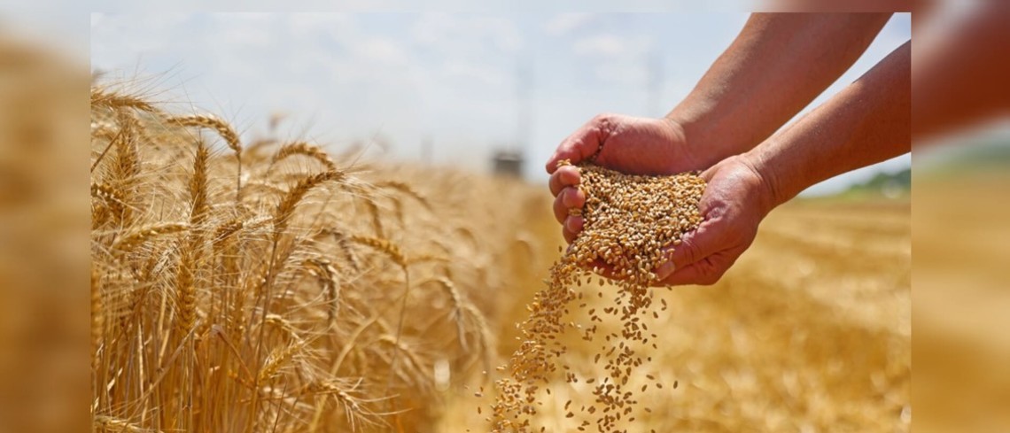 Le marché de blé tendre 2024 en France Le marché de blé tendre 2024 en France