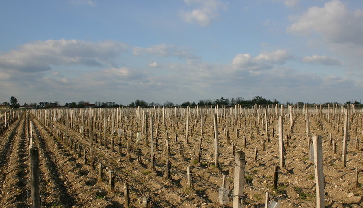 « La viticulture, une filière d’avenir : l’urgence de l’union ».