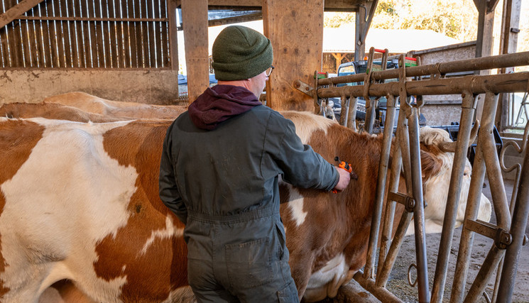 France : première détection du virus Shamonda chez un humain